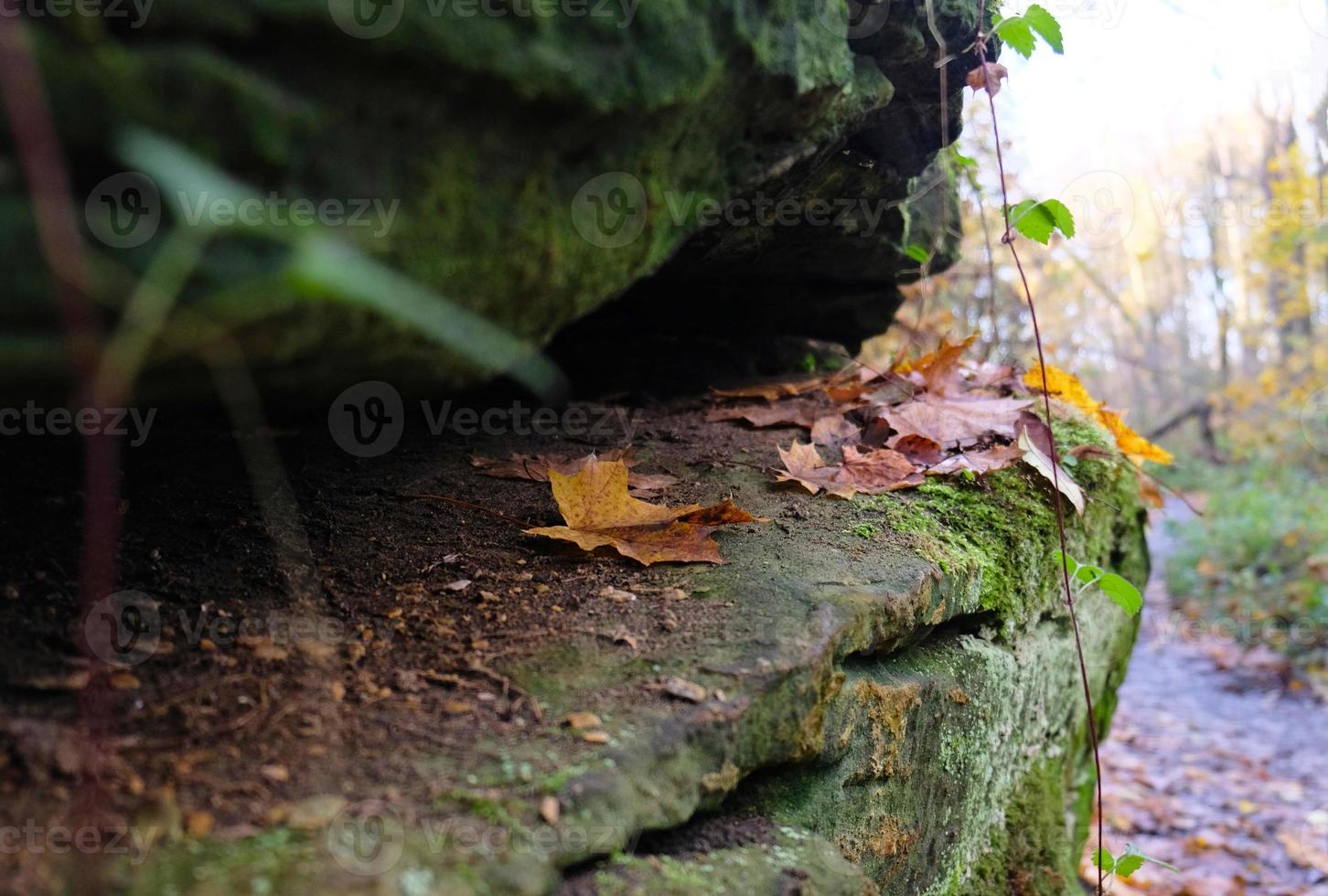 Green moss on natural stone podium with fern leaves, yellow fall leaves, autumn forest background for presentation of goods and cosmetics. Natural stand for presentation and exhibitions. photo