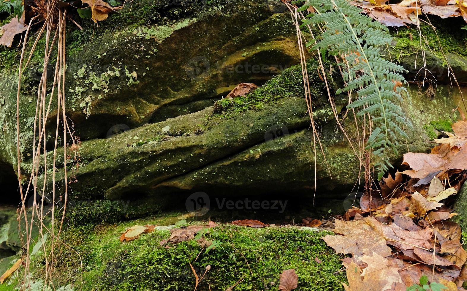 Green moss on natural stone podium with fern leaves, yellow fall leaves, autumn forest background for presentation of goods and cosmetics. Natural stand for presentation and exhibitions. photo