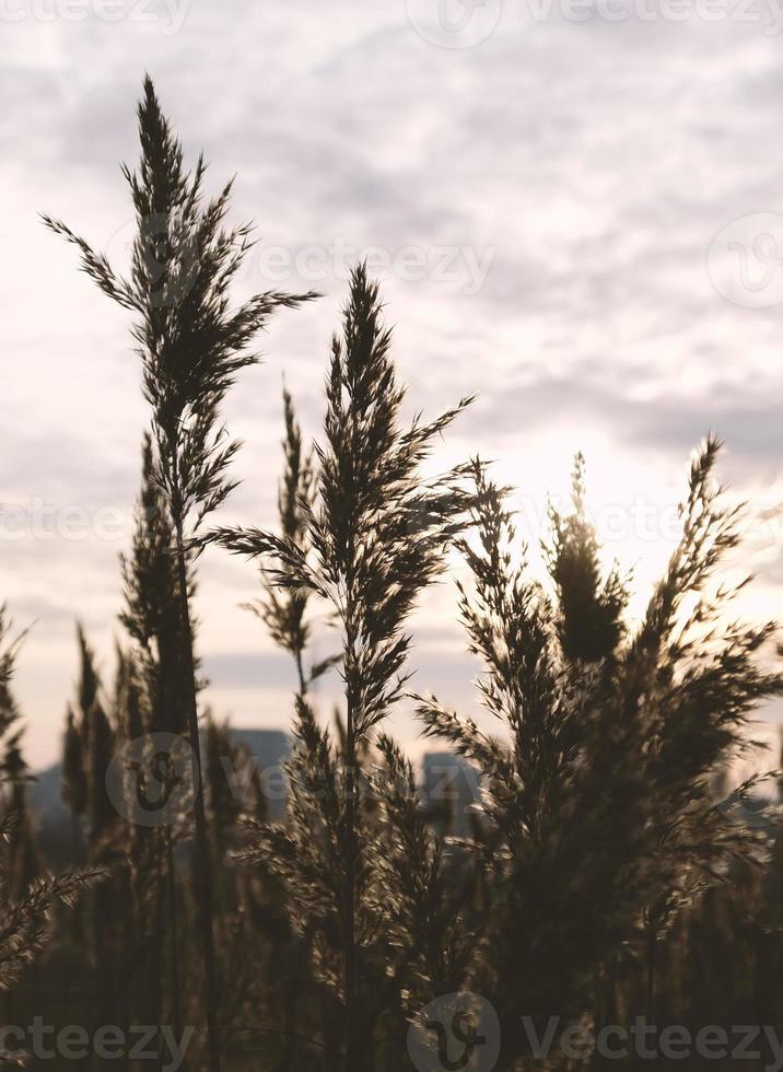 Golden reeds sway in the wind against sunset sky. Abstract natural background. Pattern with neutral colors. Minimal, stylish, trend concept. Golden sedge grass, dry reed, reed layer, reed seeds. photo