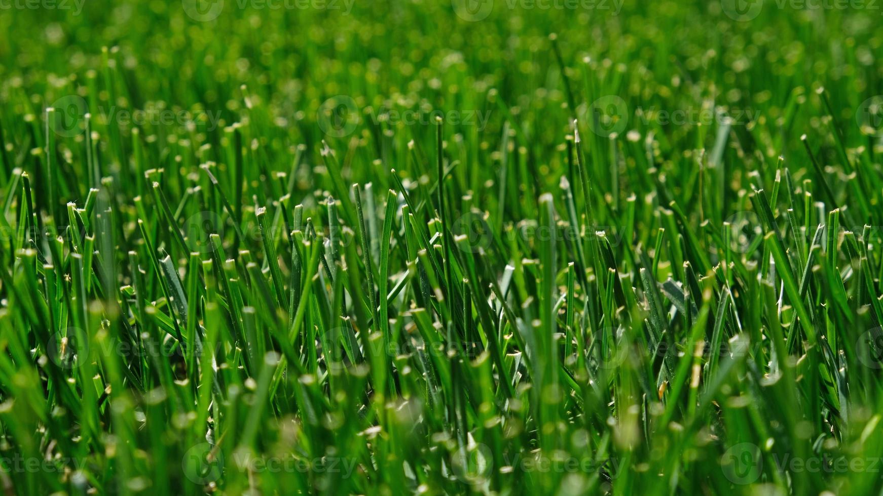 Close up green grass, natural greenery background texture of lawn garden. Ideal concept used for making green flooring, lawn for training football pitch, Grass Golf Courses, green lawn pattern. photo