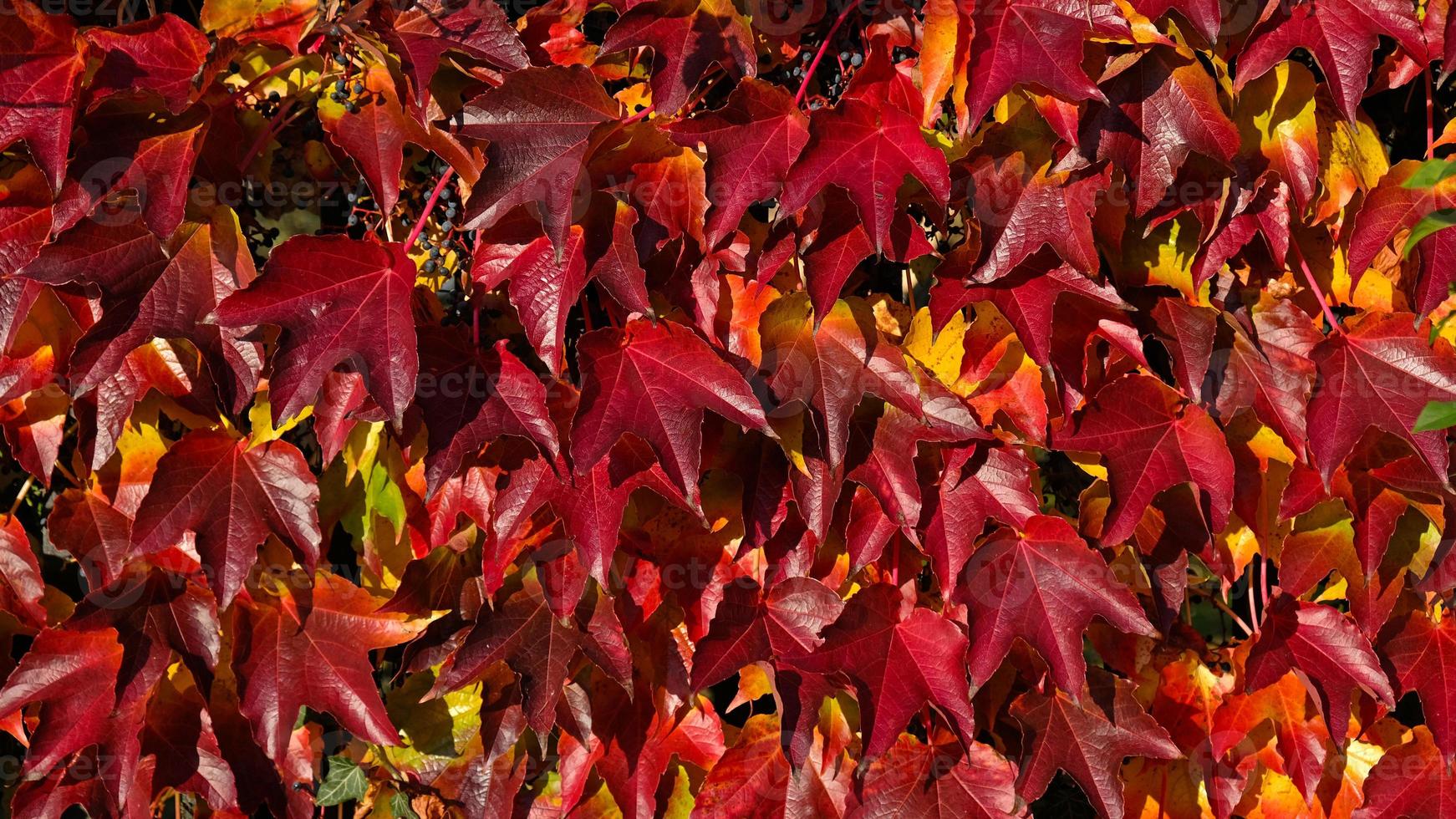 Climbing ornamental plant with bright red leaves of maiden grapes on wall in fall. Bright colors of autumn. Parthenocissus tricuspidata or Boston ivy changing color in Autumn. Nature pattern photo