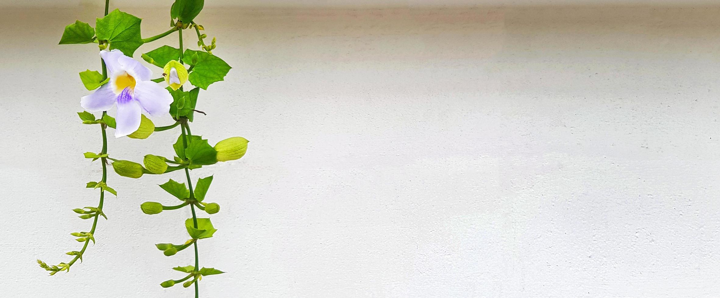 Green vine, creeping plant with purpe flower on white wall background with copy space on right. Leaves and violet flora on wallpaper. Structure and Beauty in nature concept. photo