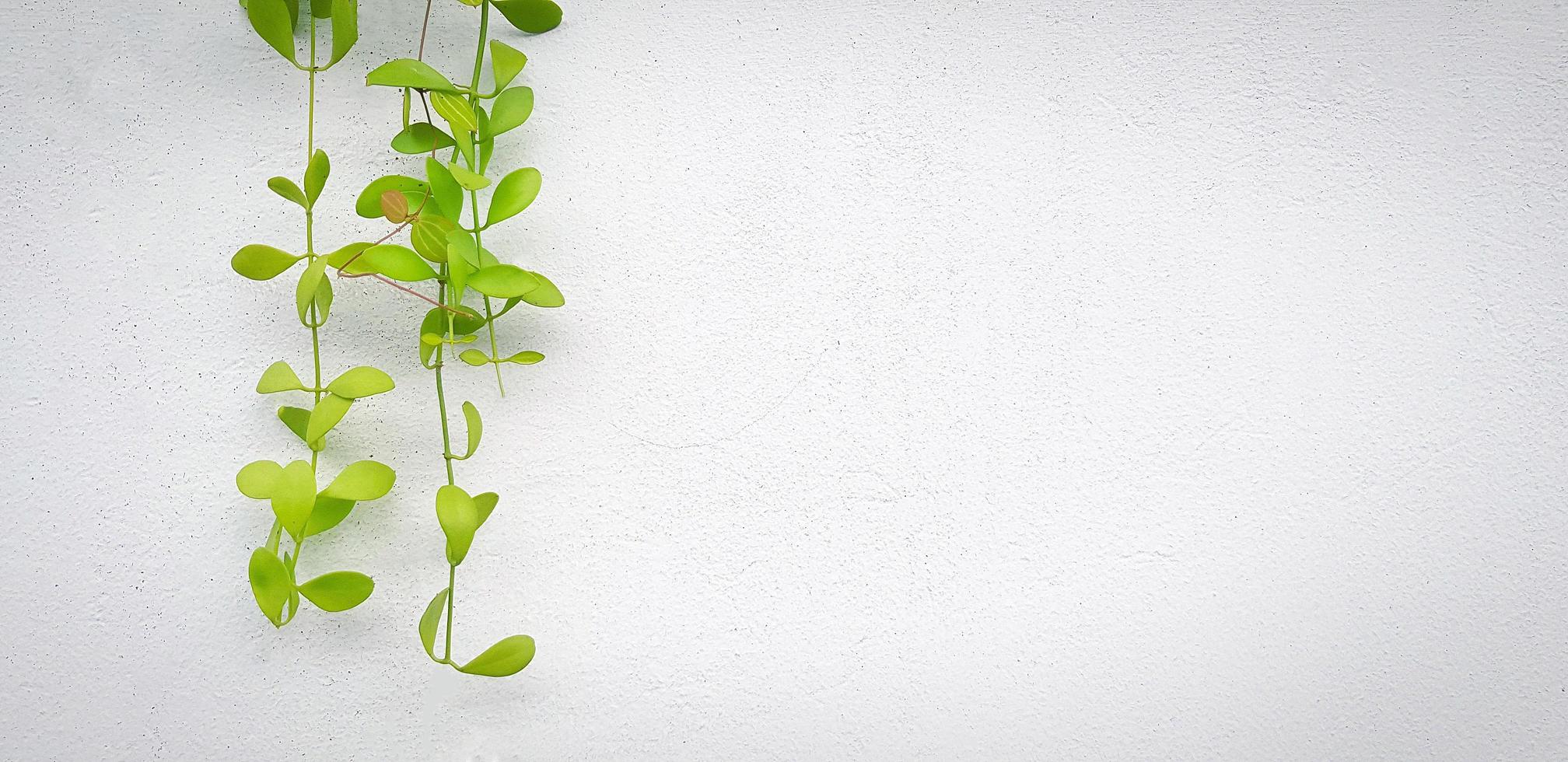 Green vine, creeping plant on white wall background with copy space on right. Leaves on wallpaper. Structure and Beauty in nature concept. photo