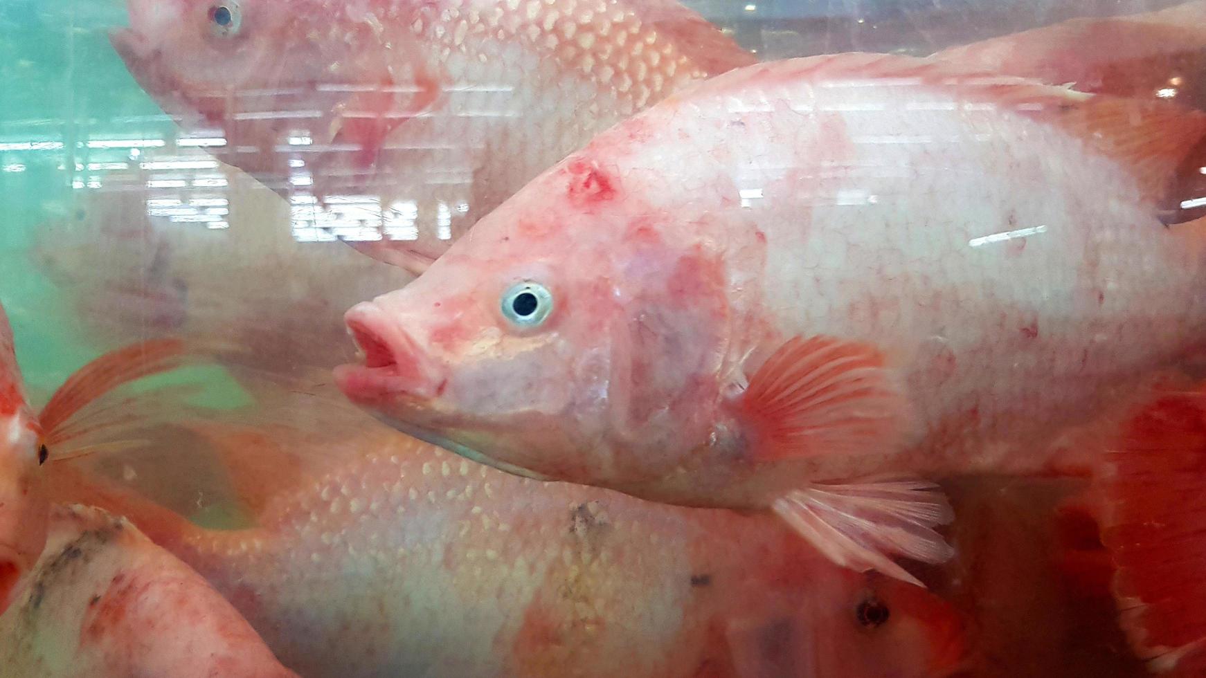 Close up many fresh tilapia swimming in glass cabinet for sale at seafood market or super market. Group of animal. photo