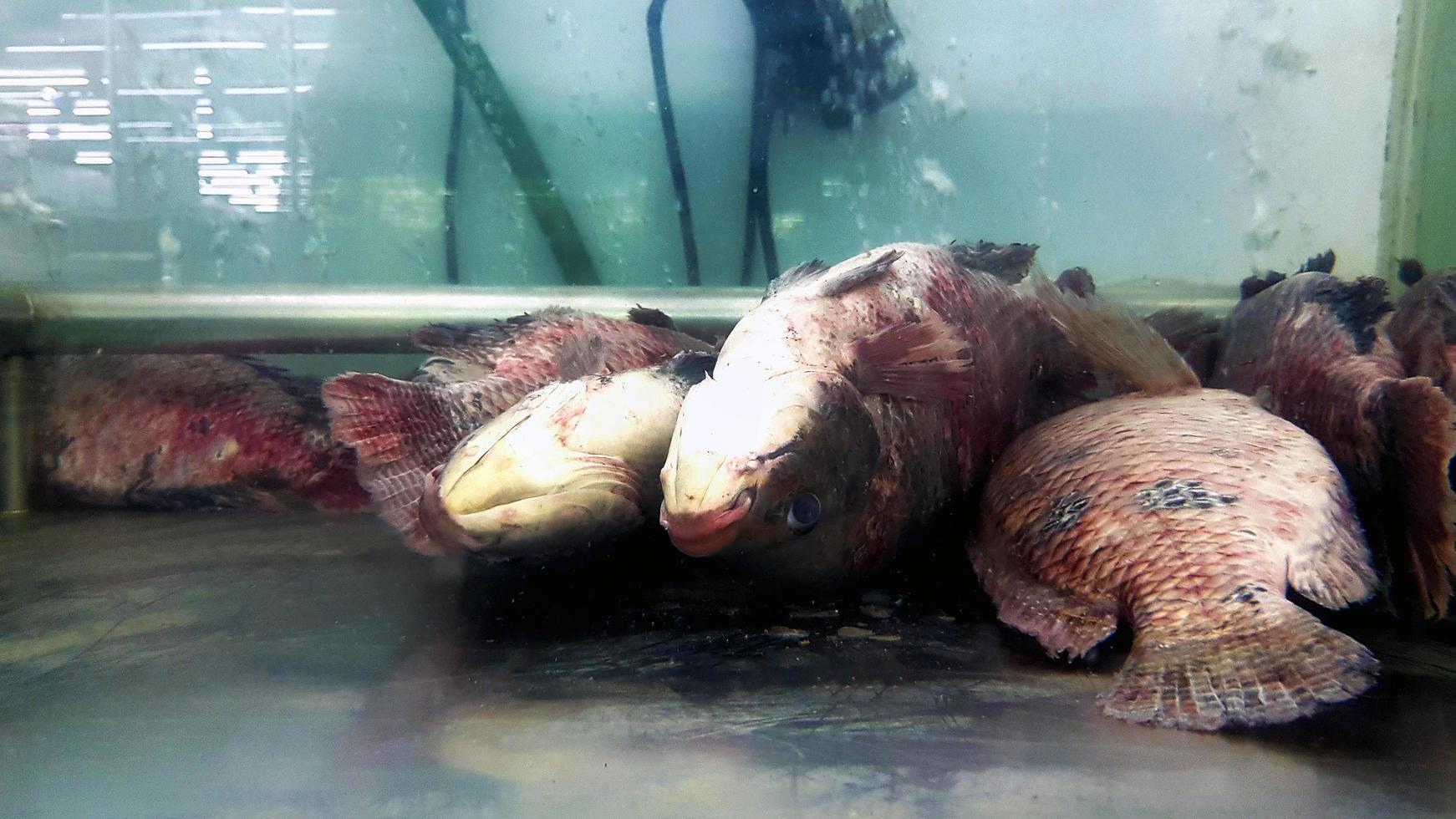 pez tilapia muerto y muchas heridas, lesión en el cuerpo en una vitrina a la venta en el mercado de pescado o en el supermercado. grupo de animales, enfermedades, vida sana y vida marina. foto