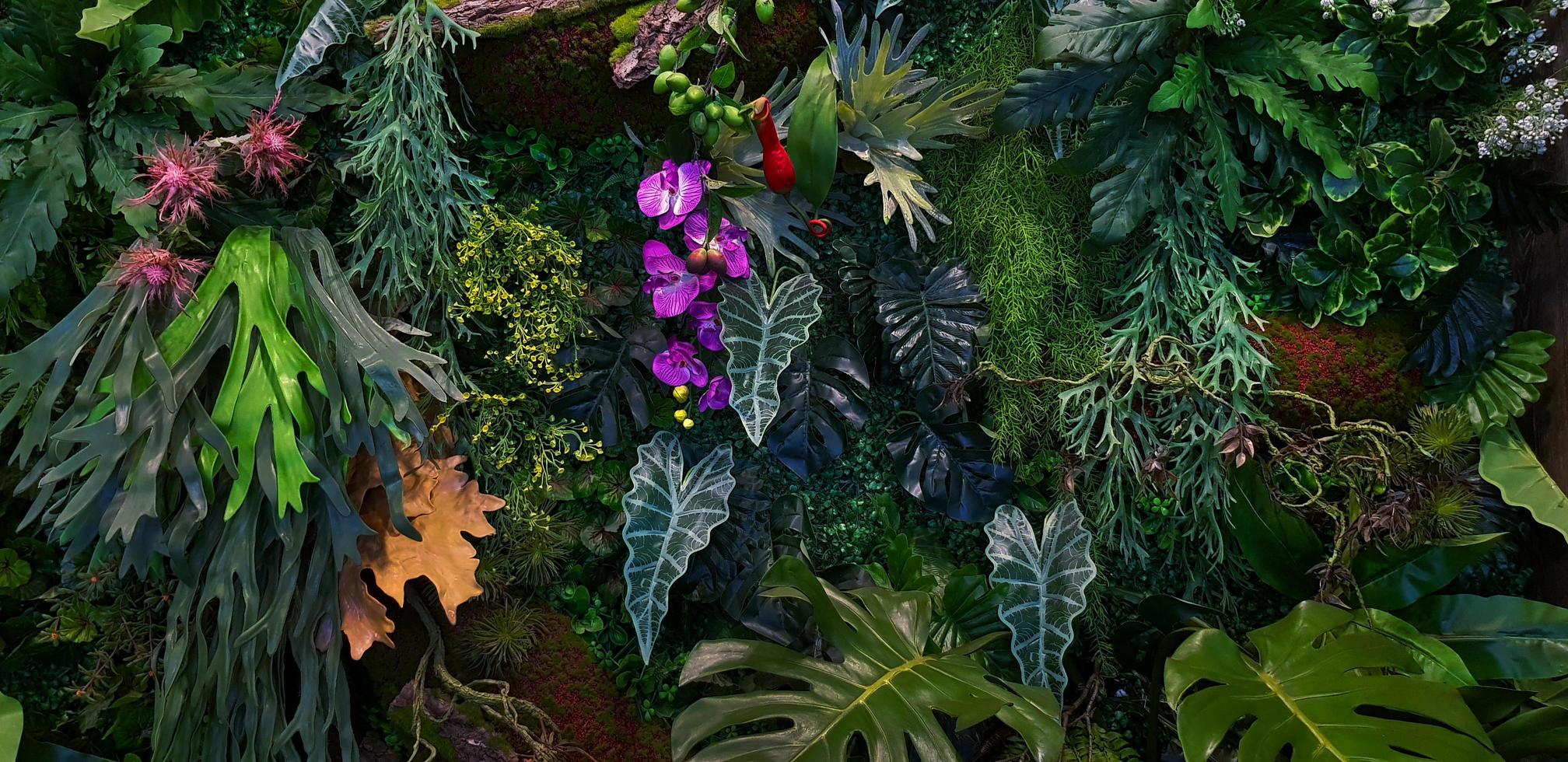 Green creeper, vine or ivy, purple or violet orchid Giant Philodendron, and Monstera leaves and flower wall for background. Natural wallpaper or Nature pattern. Freshness season photo