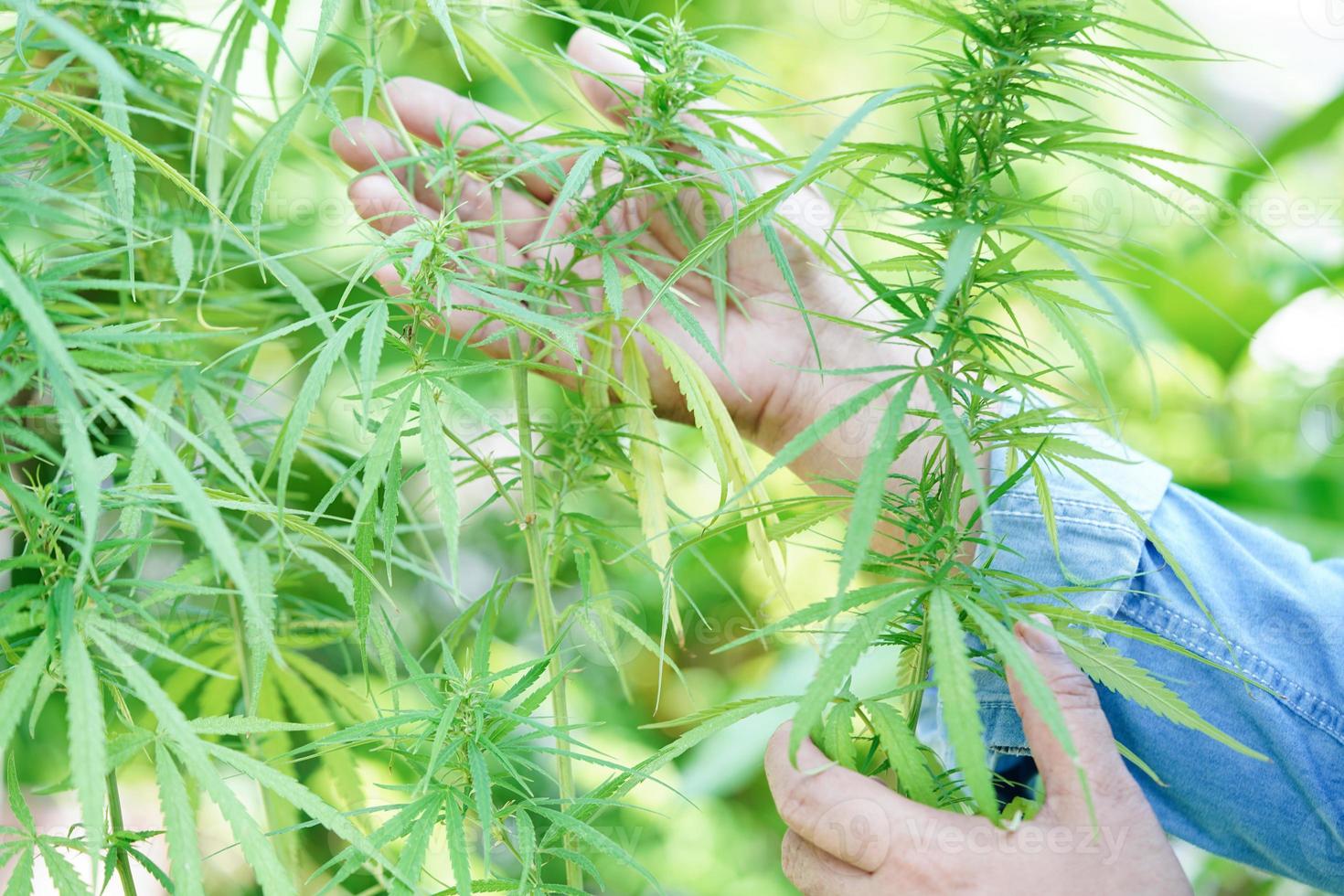 Cannabis, marijuana or marihuana leaf, cbd, thc used as drug, intoxicant, or alternative medicine. photo