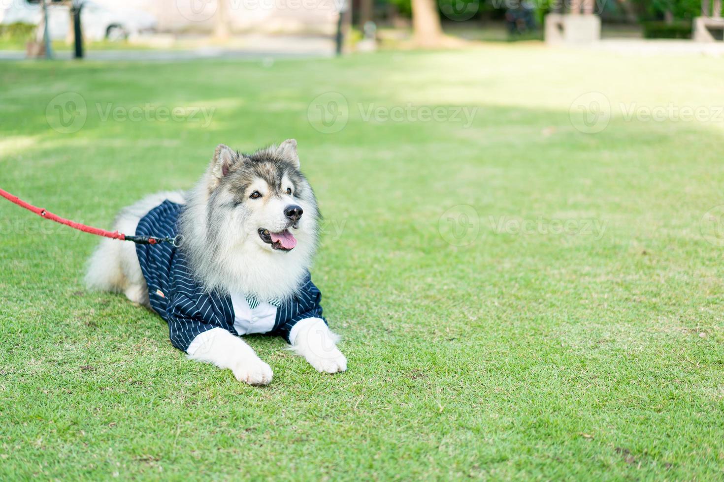 siberian husky dog with clothes 15187540 Stock Photo at Vecteezy