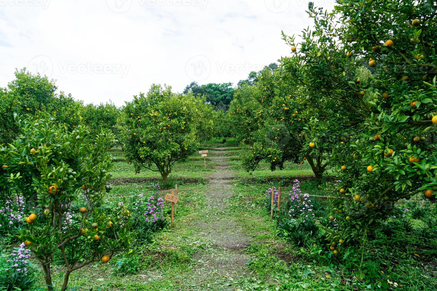 jardín de naranjas mandarinas o granja de naranjas foto