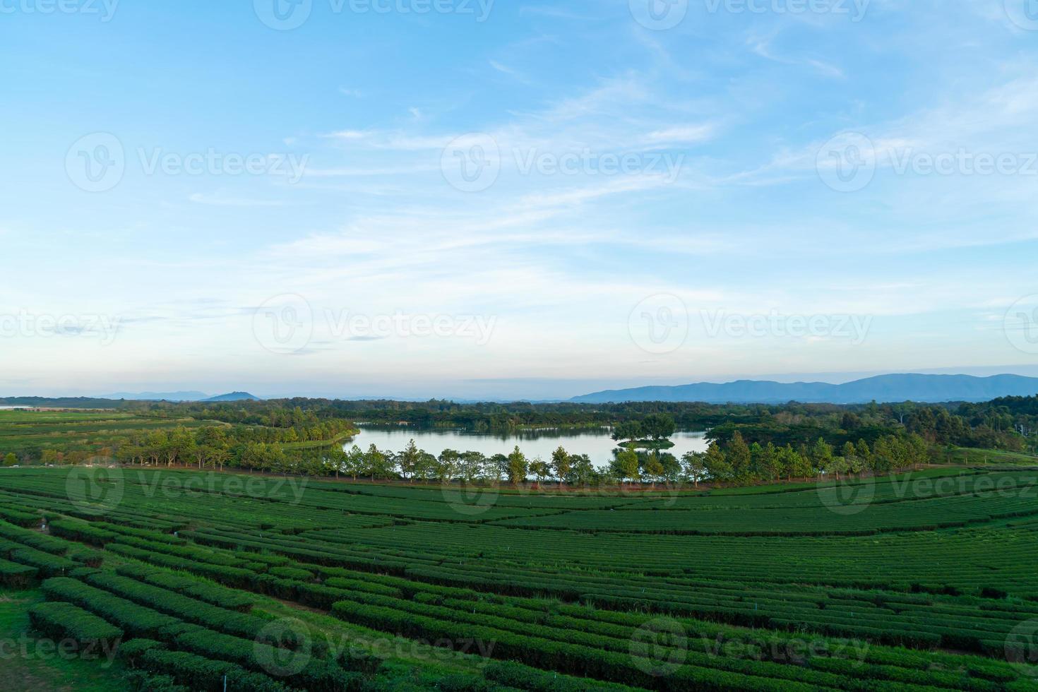 tea plantation on mountain in morning photo