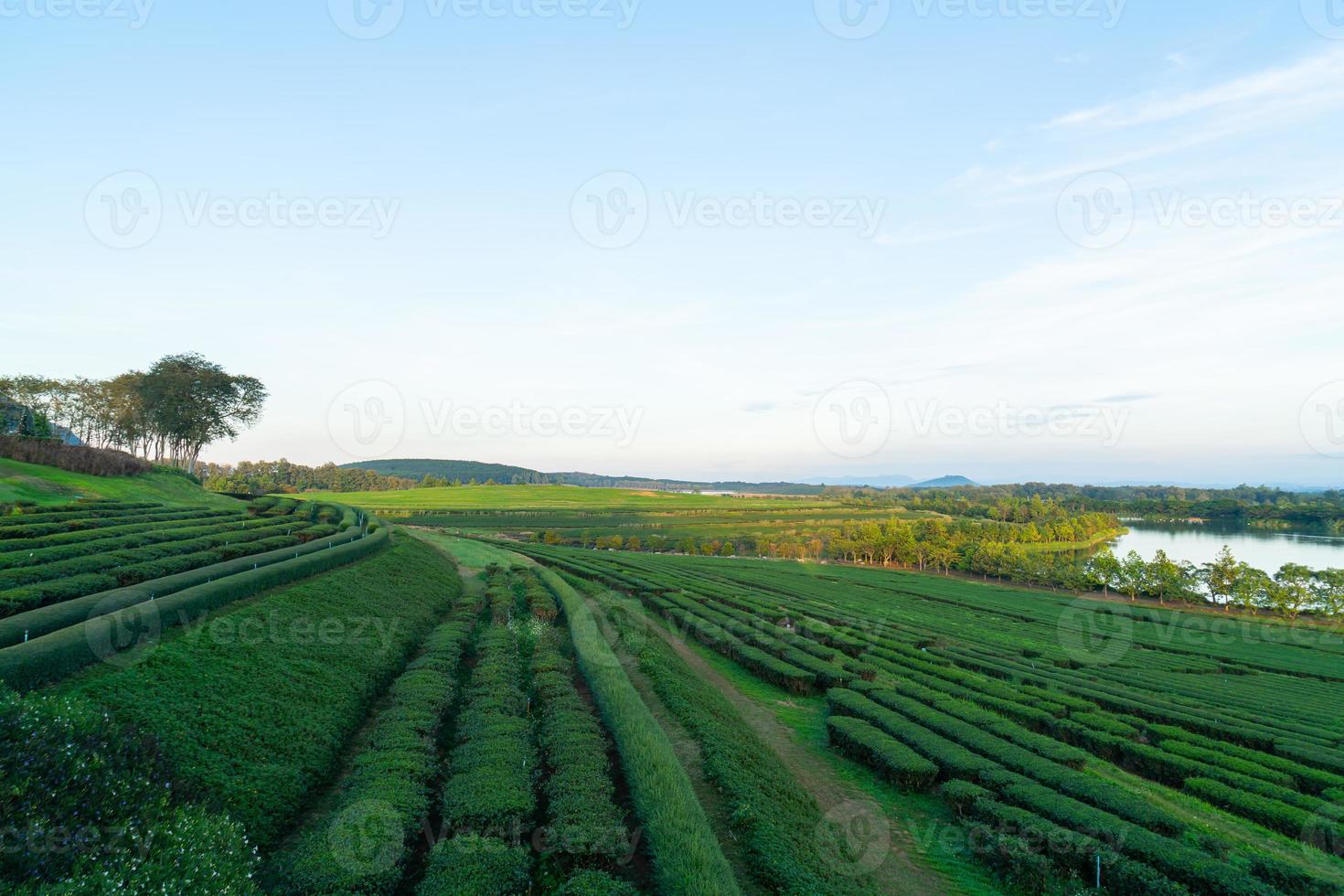 tea plantation on mountain in morning photo