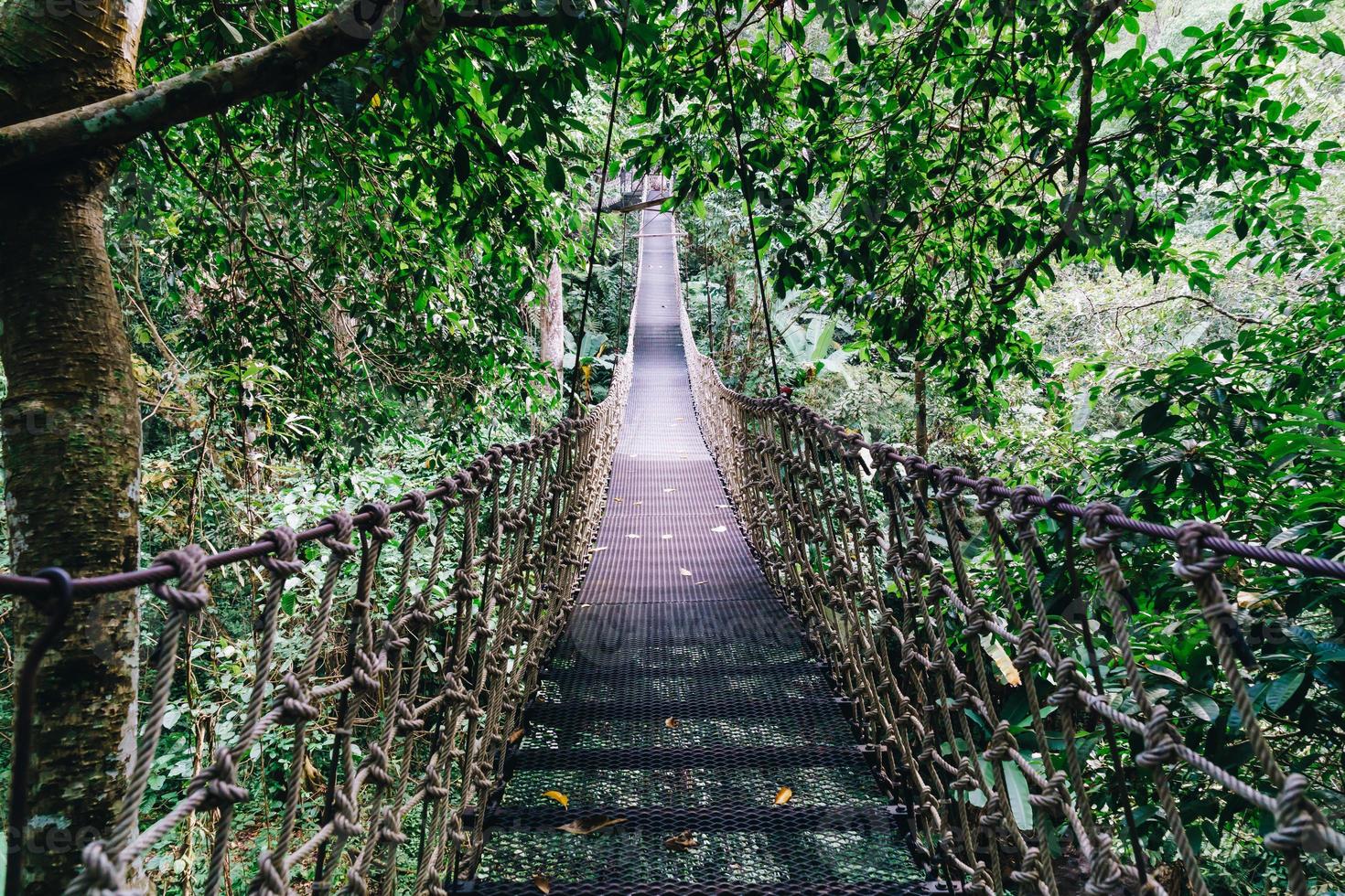 sky walk in the jungle photo