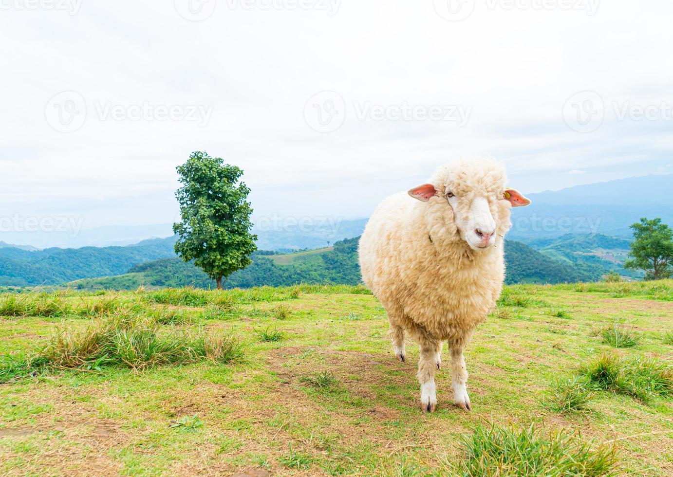 oveja blanca en la colina de la montaña foto