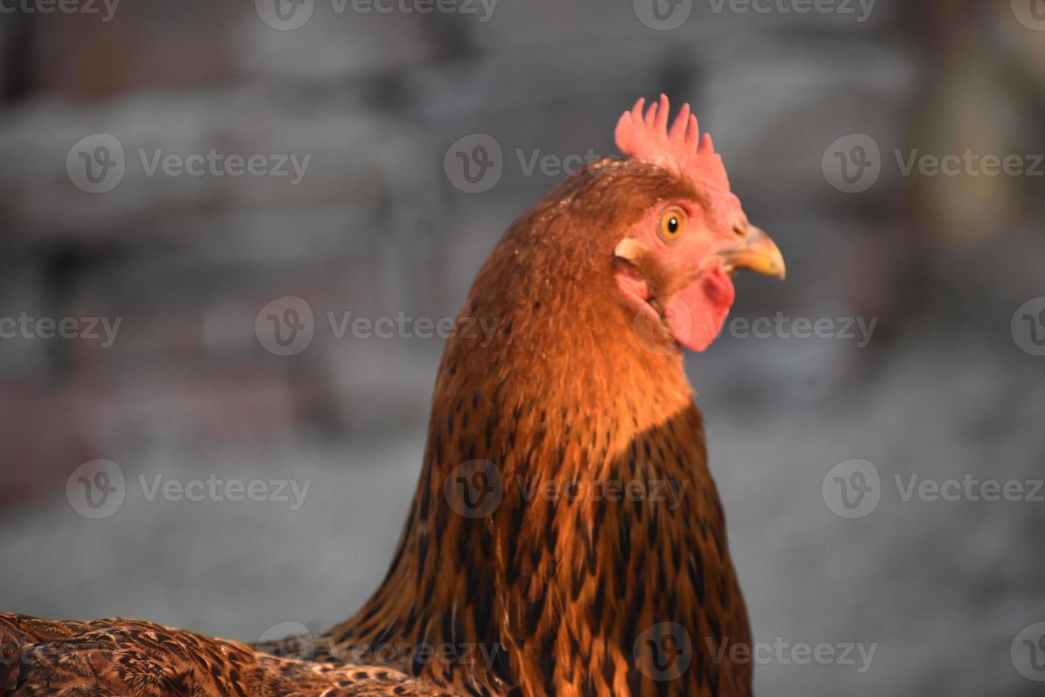 imagen hd de cara de gallina marrón foto