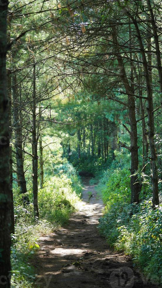 The green and little yellow trees full of the forest in autumn photo