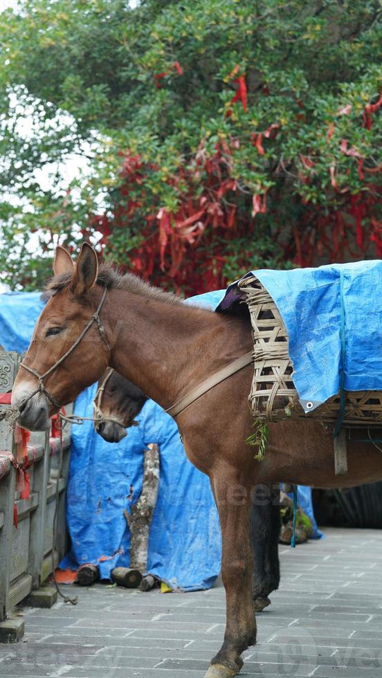 The horses standing to have a rest in the yard photo