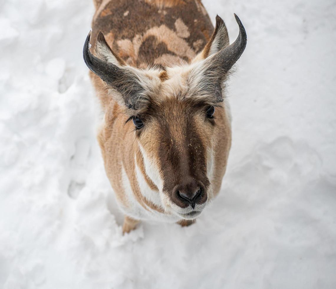 pronghorn standing in snow photo