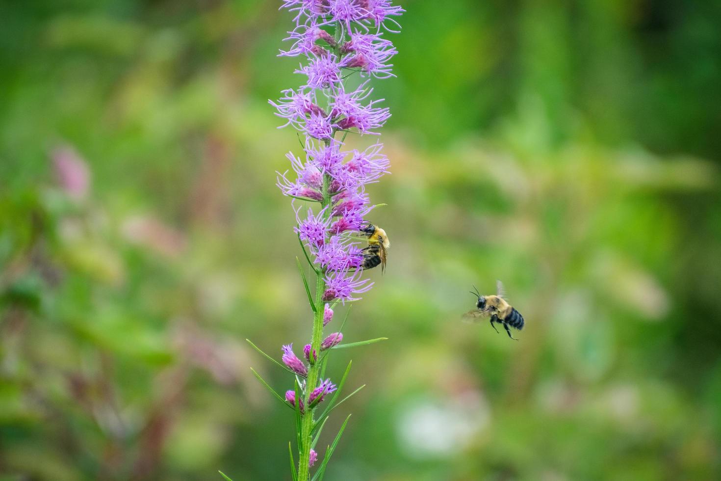 bees flying towards flower photo