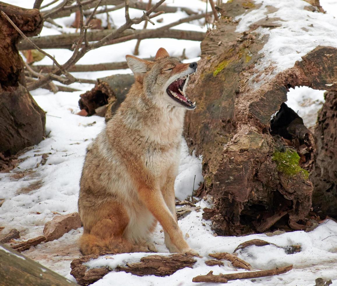 tired coyote yawning in a zoo in wisconsin photo