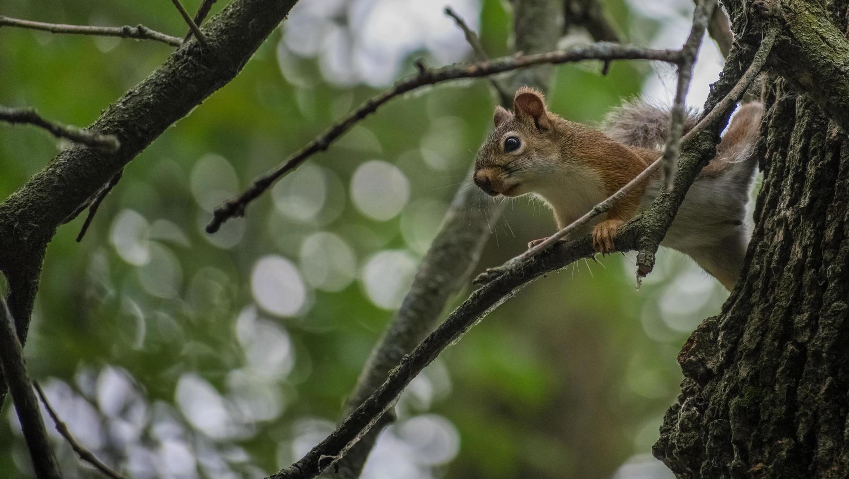 red squirrel on tree branch photo