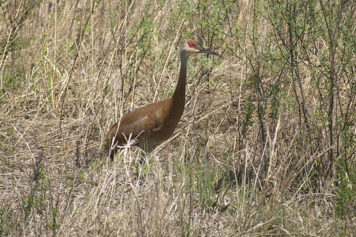 sandhill crane in a field photo