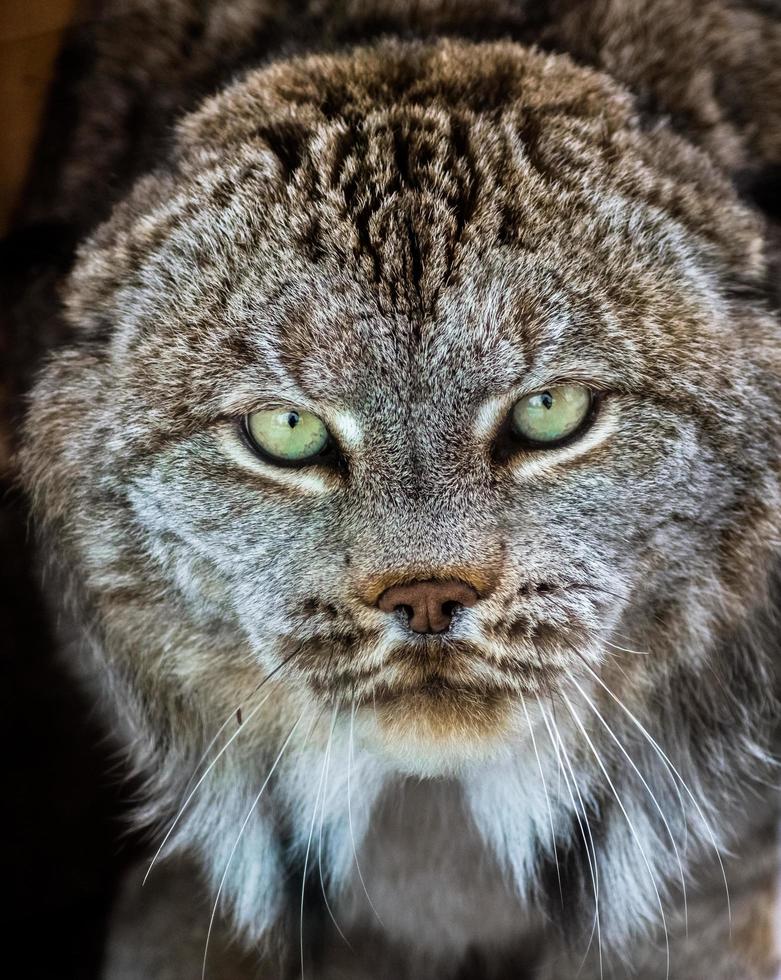 closeup of canadian lynx photo