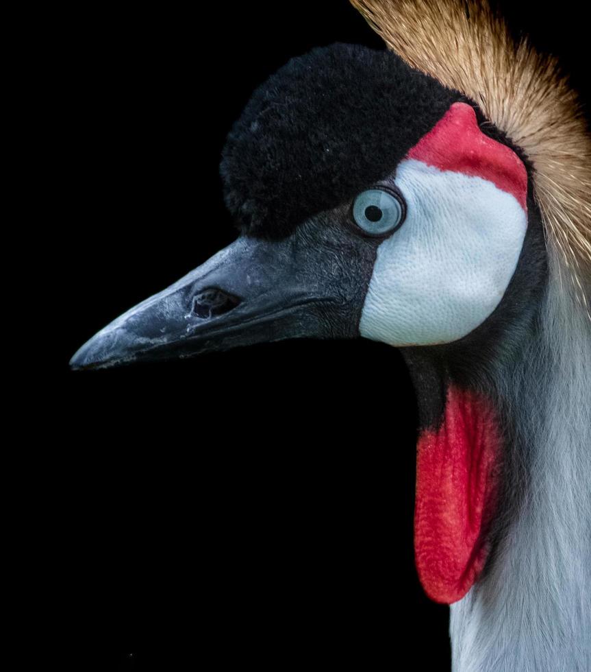 retrato de grulla coronada negra con fondo negro foto