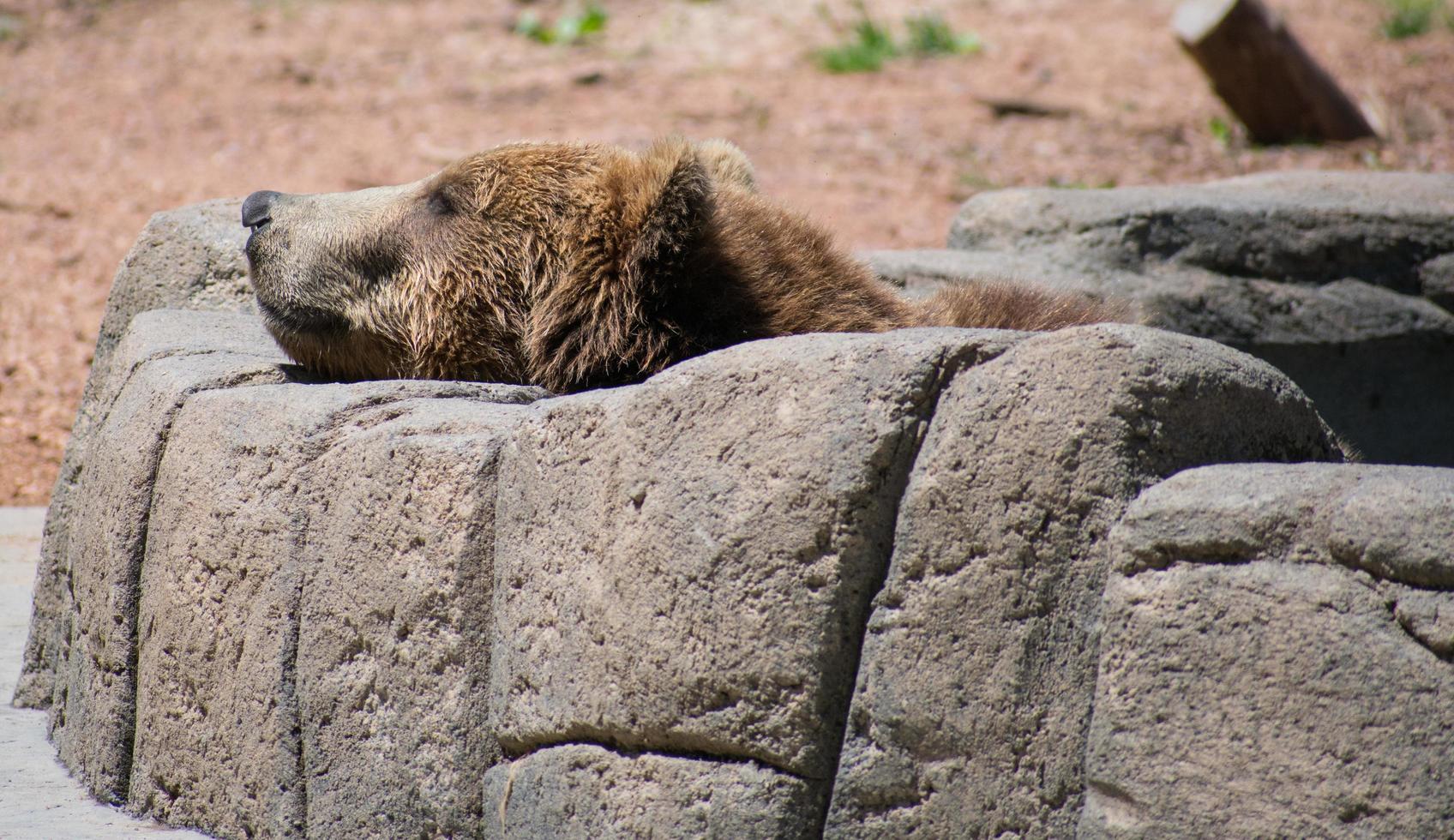 brown bear resting head on rocks photo