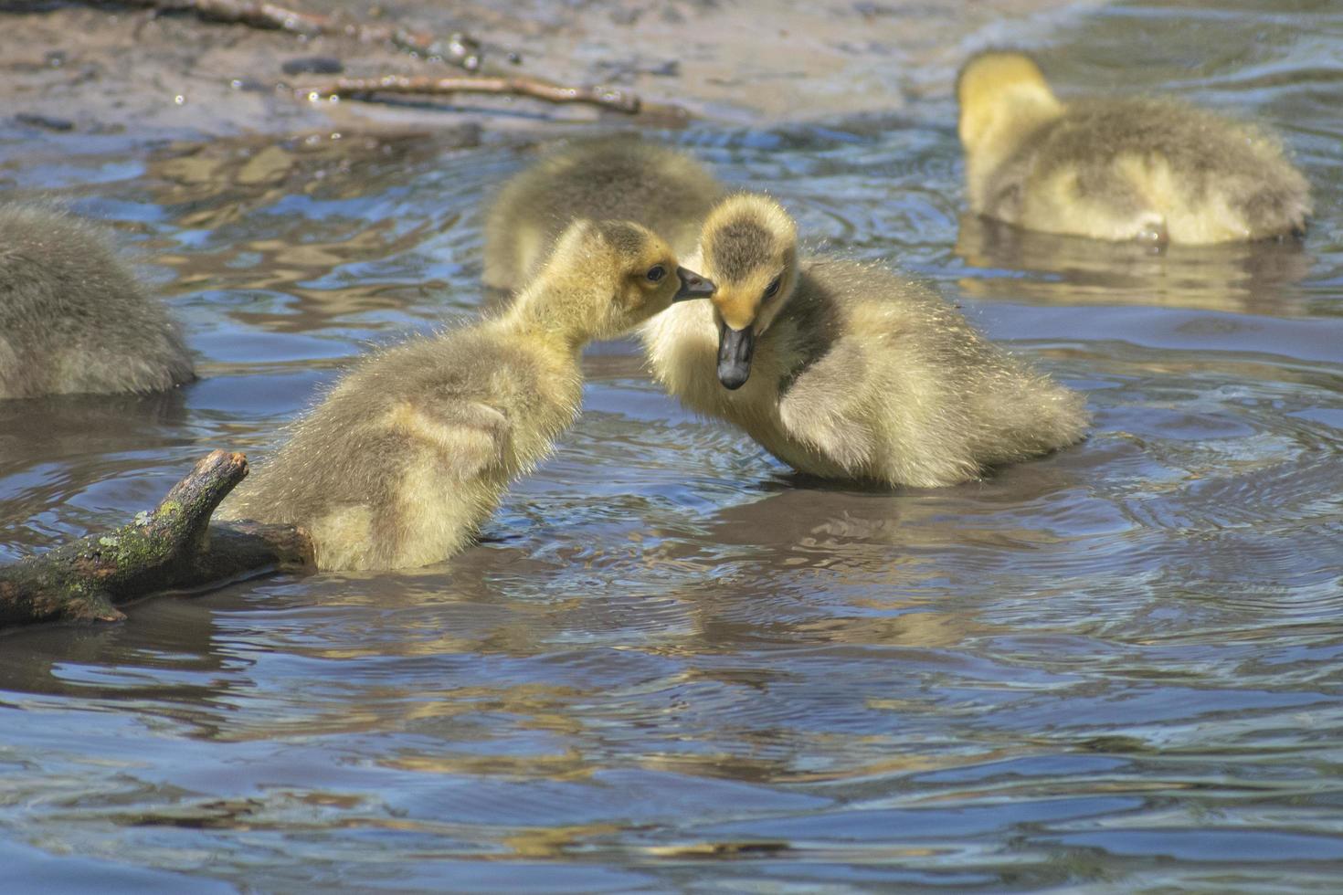 baby geese playing in puddle photo