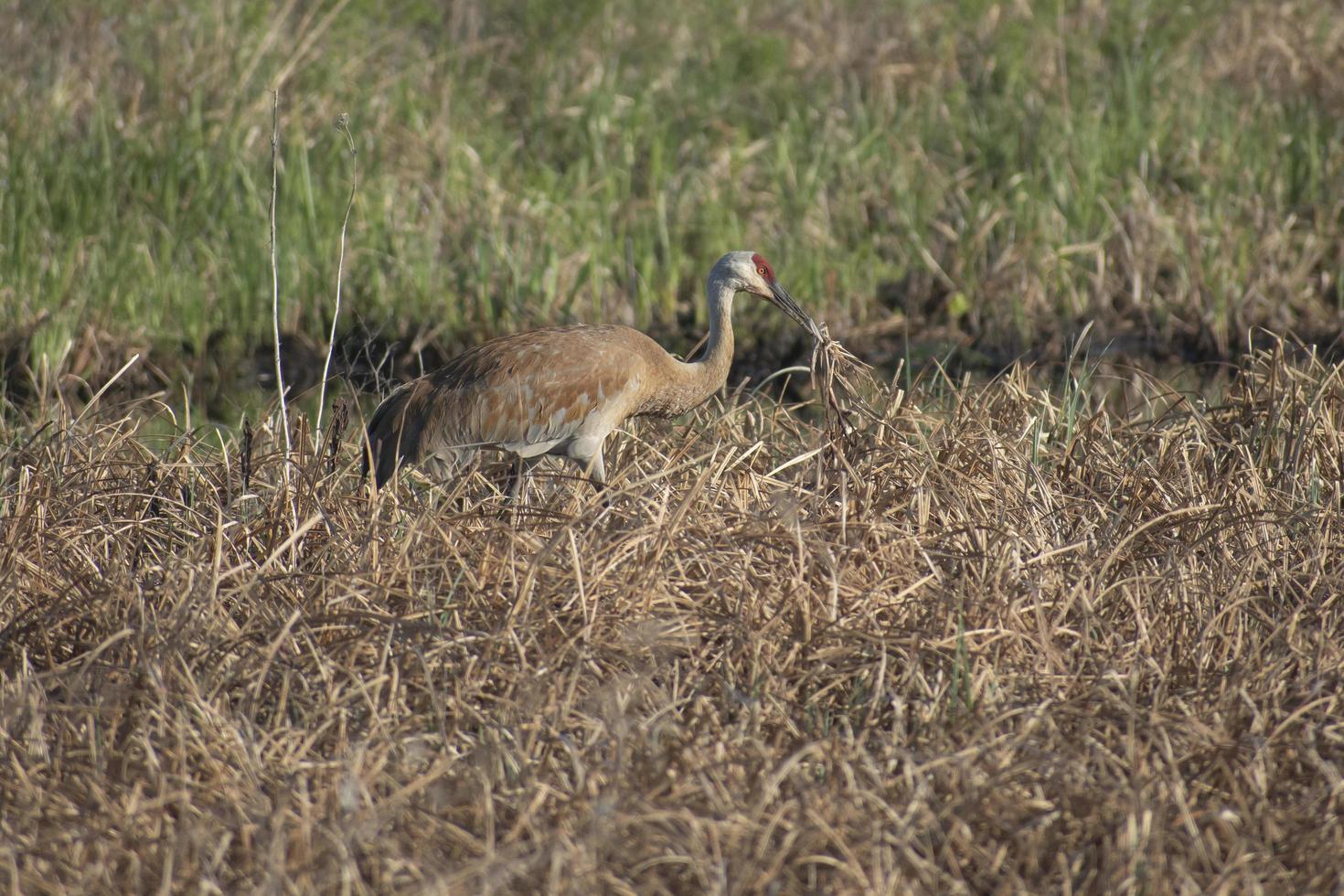 mating sandhill crane tossing grass into the air in a field in wisconsin photo