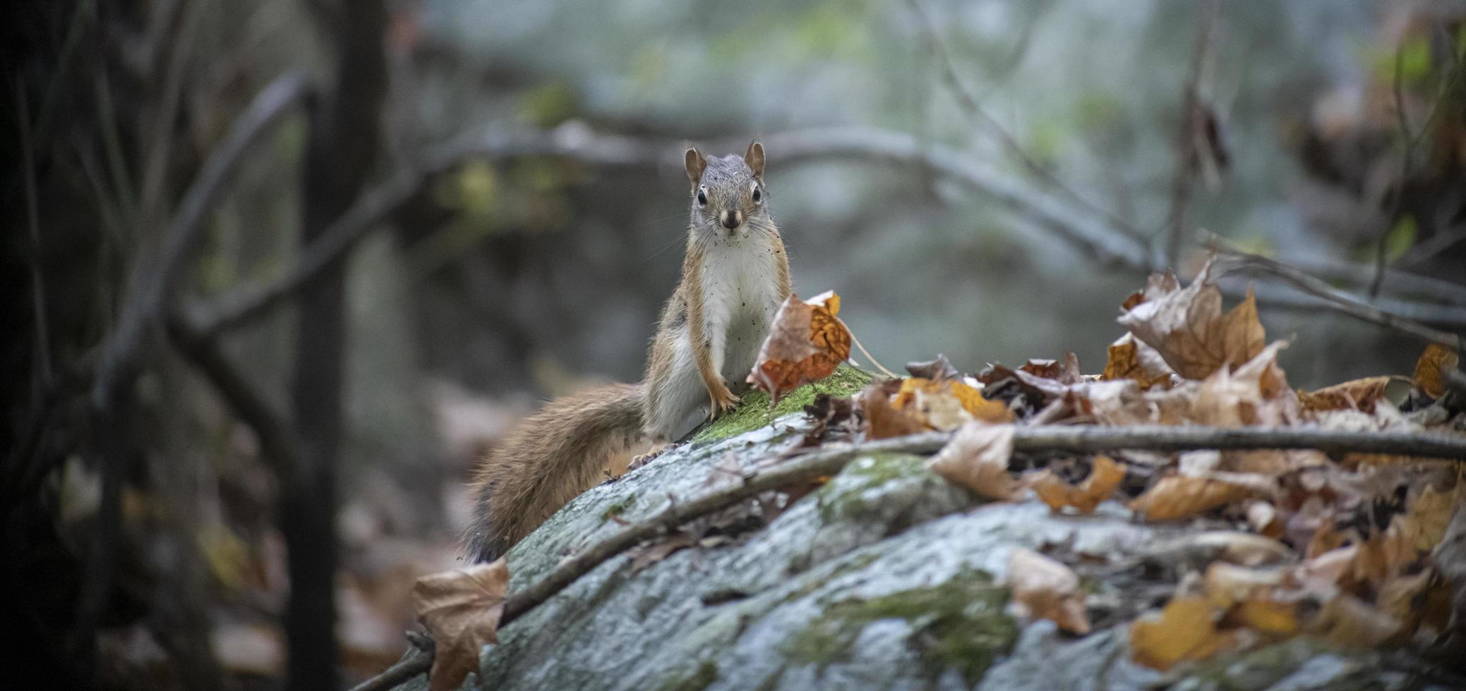 dirty chipmunk in forest photo