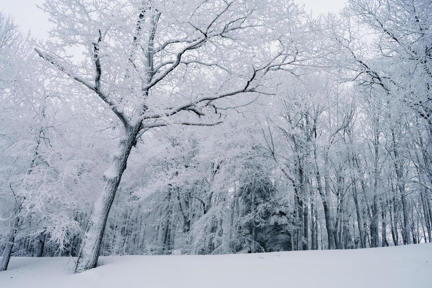 paisaje invernal cubierto de nieve foto
