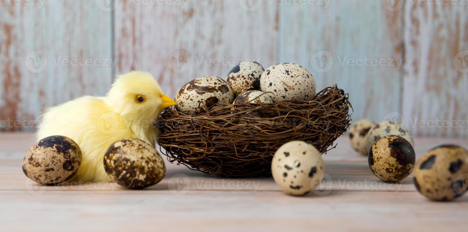 Easter greeting card with yellow chicken near the nest full of eggs photo