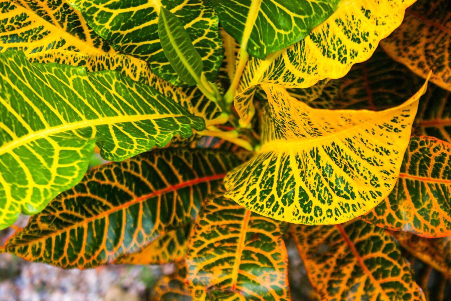 Croton, Variegated Laurel, Garden Croton leaves colorful in Thai garden photo