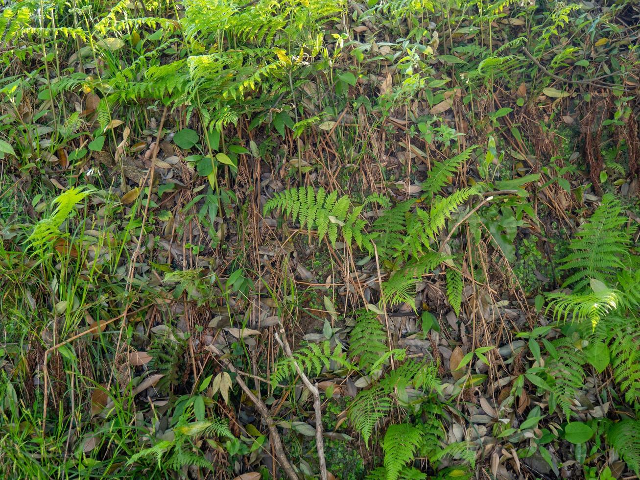 hiedra en la ladera. vegetación de principios de primavera. hojas y sol. fondo natural. hojas de helecho foto