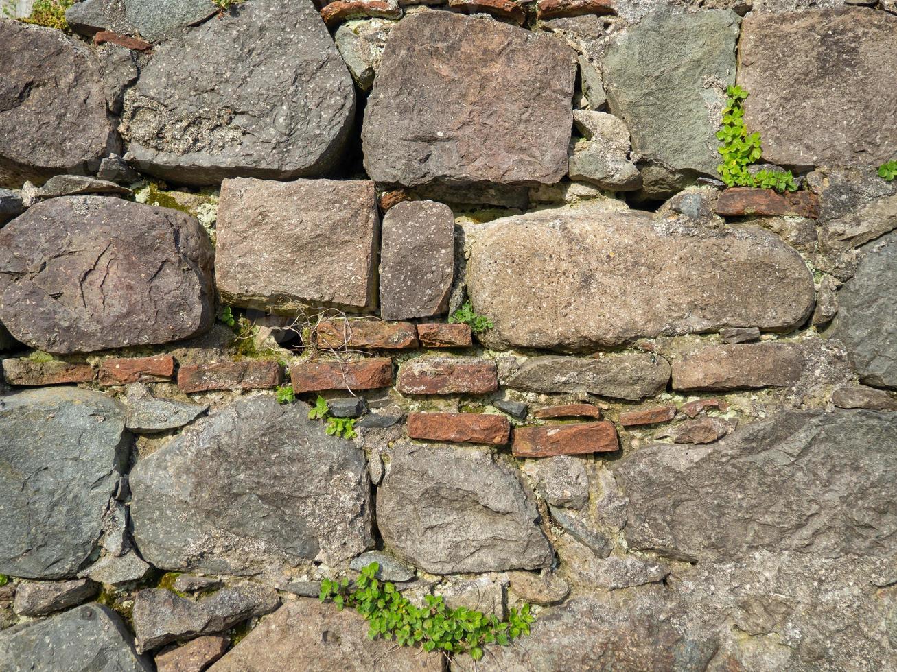 A plant on a stone wall. Plants grow on an old stone wall. Old masonry. Remains of ancient architecture. photo