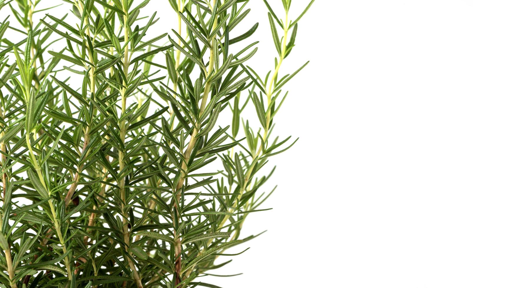 Fresh green rosemary herb twig. Isolated on white background photo