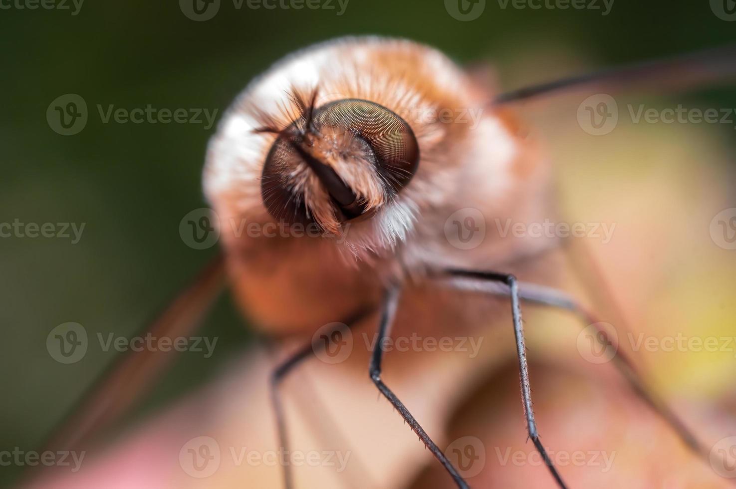 one bee fly is sitting on a leaf in a meadow photo