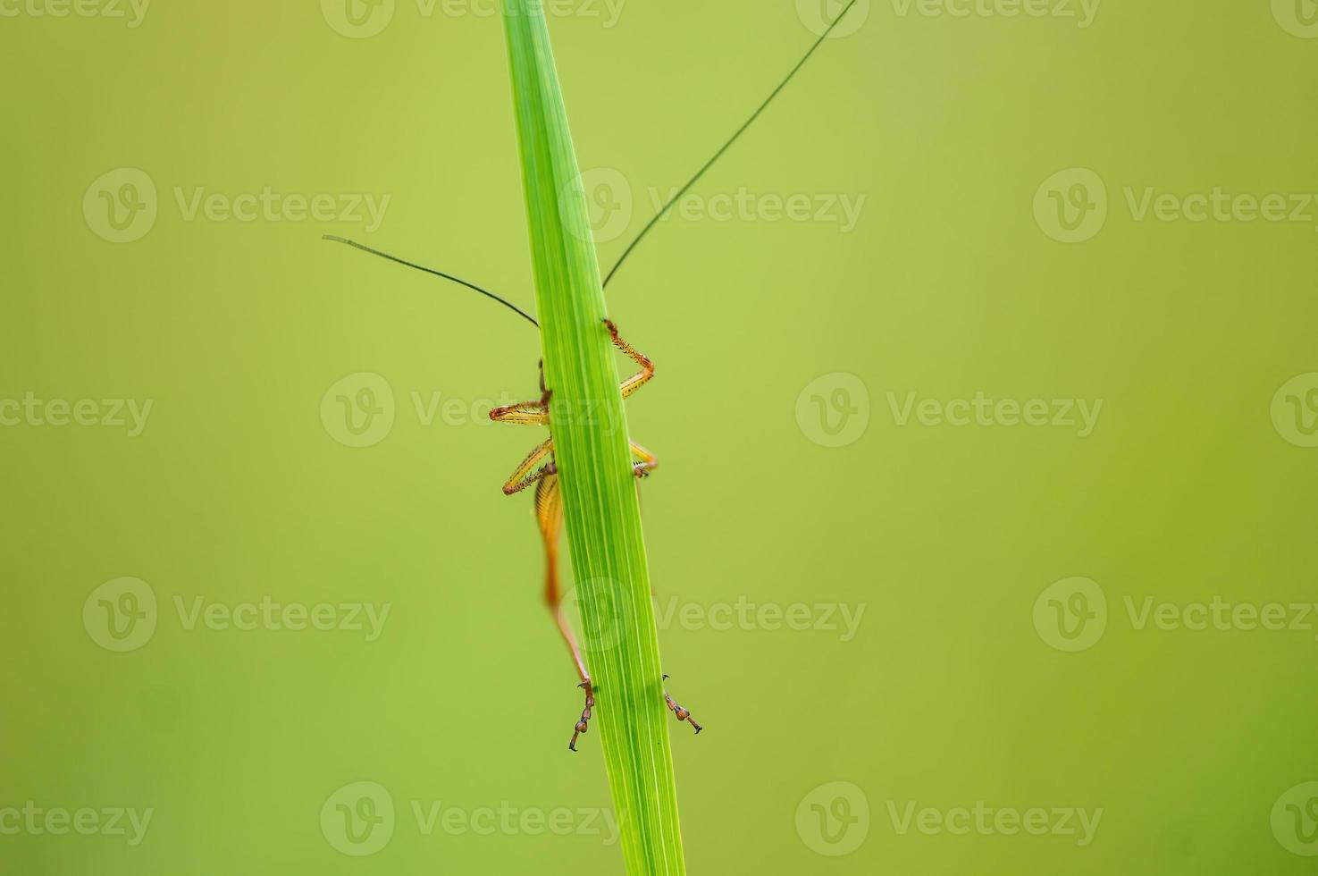 one green grasshopper sits on a stalk in a meadow photo