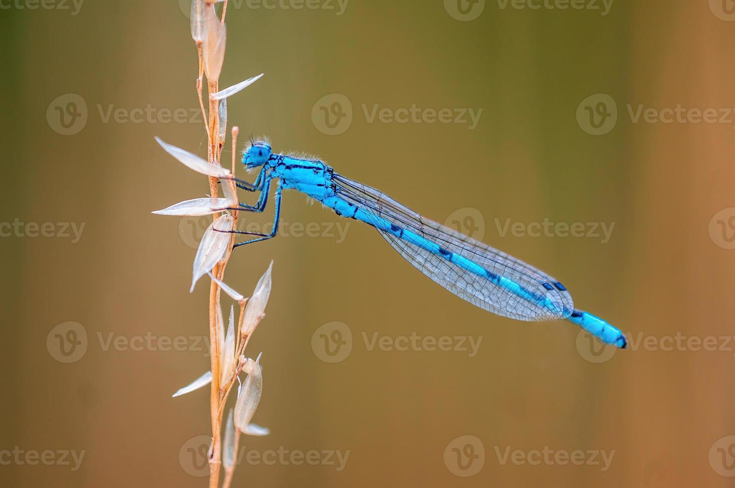 one blue damselfly dragonfly sits on a stalk in a meadow photo