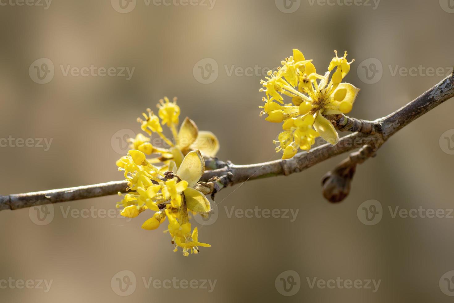 many yellow flowers on a branch photo