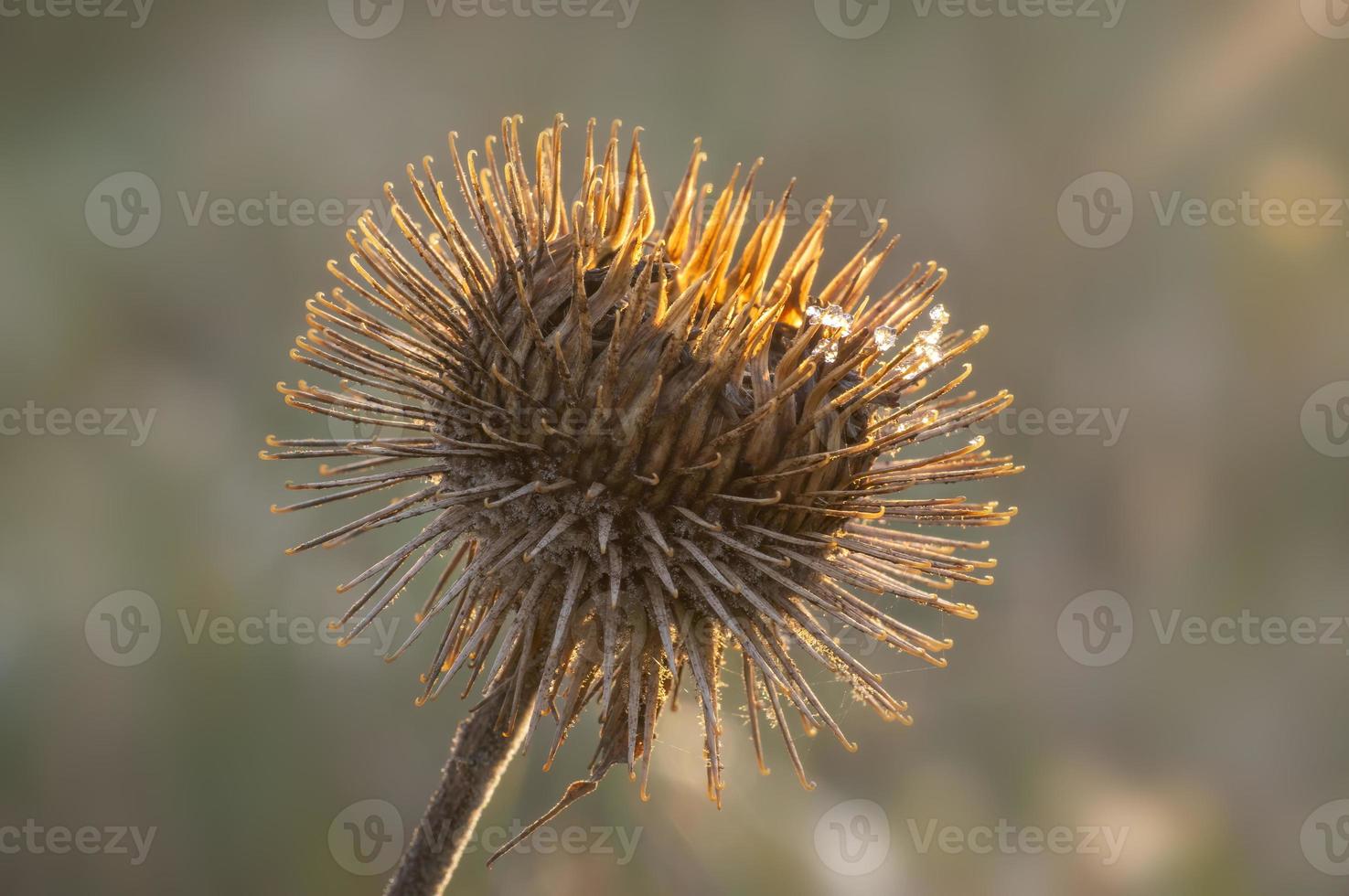 an blossom of a burdock in autumn photo