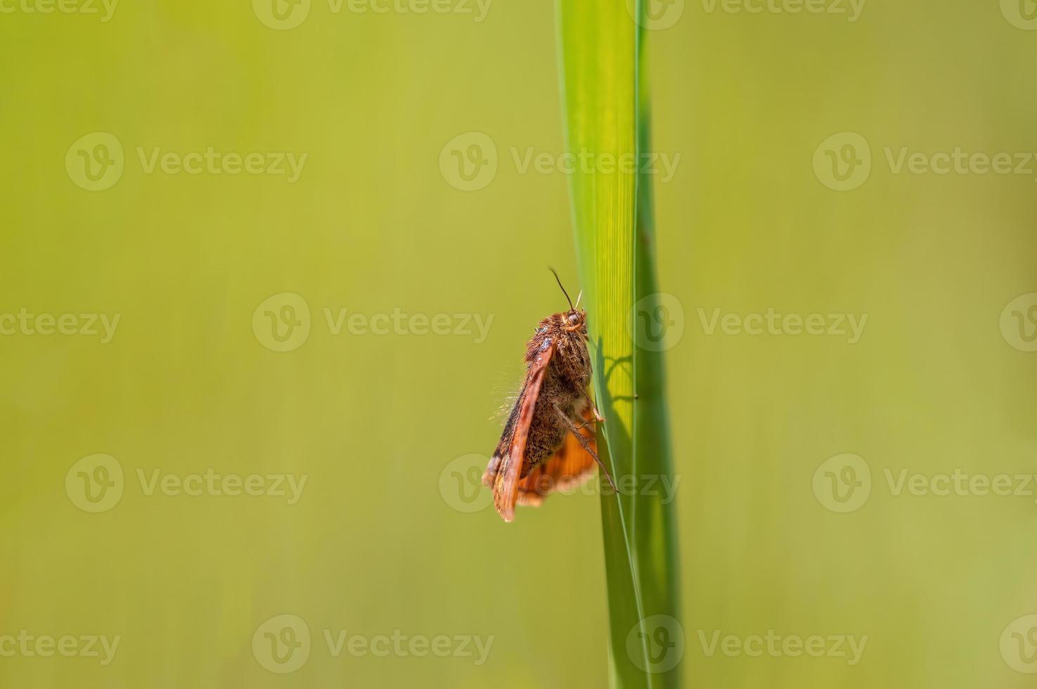 one Moth sits on a stalk in a meadow photo