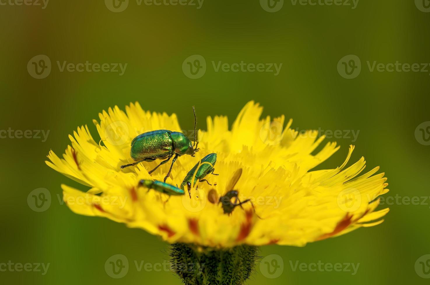 several green beetles sit on a yellow flower photo