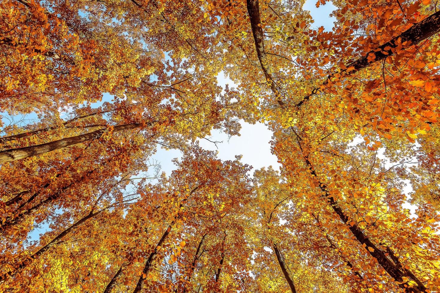 vista de ángulo bajo de las ramas de los árboles de roble con hojas de color naranja durante el otoño en Provenza al sur de Francia foto