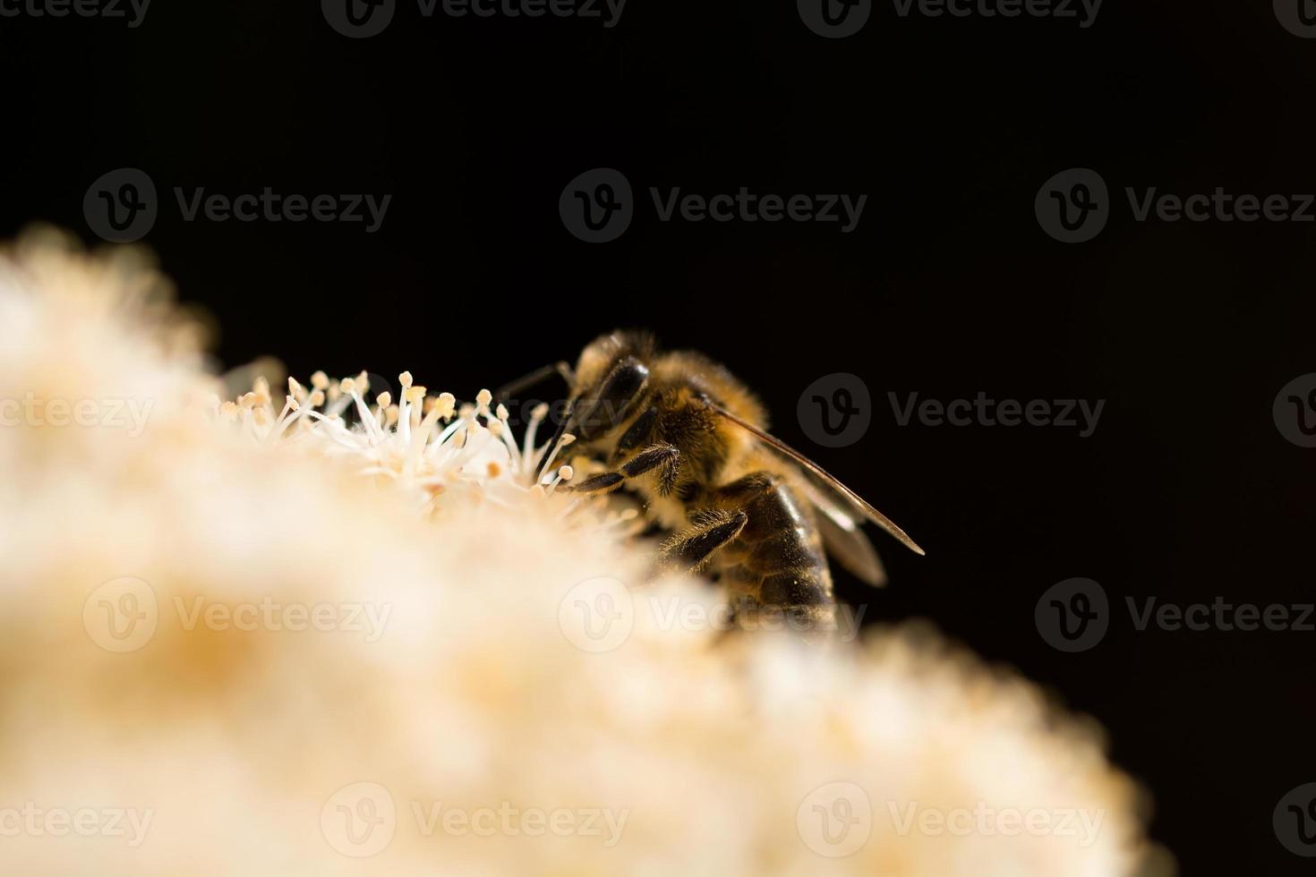 Close-up view of bee at work on flower photo