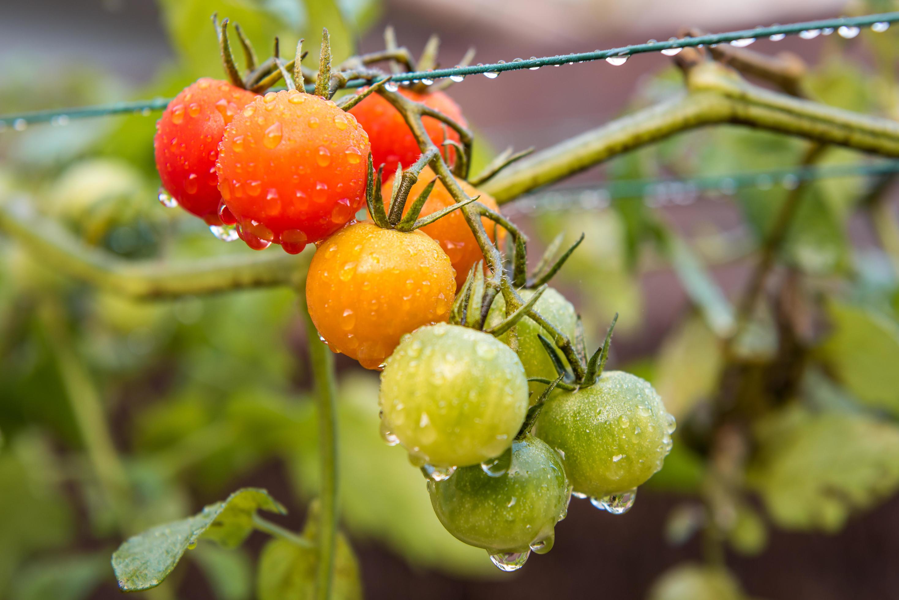 Close up of grape tomatoes on a rainy day in south of France 15190520
