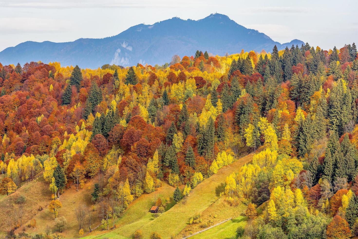 Scenic view of autumn colored forest at mountain in the Transylvanian Alps in Romania photo