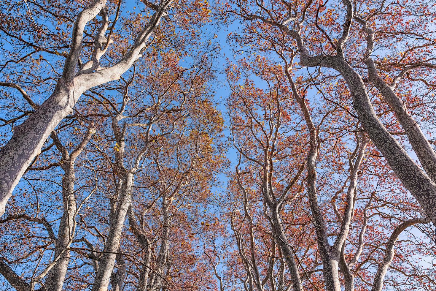 Low angle view of autumn colorful tree leaves in centered composition photo