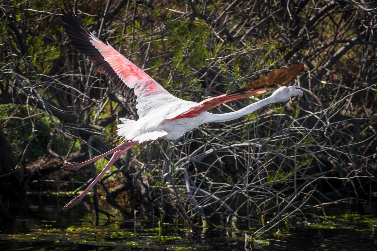 Scenic view of pink flamingo flying over bushes in south of France in autumn sunshine photo